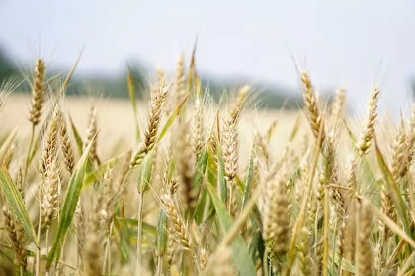 Czym można zastąpić produkty mięsne? Dieta pudełkowa wegetariańska