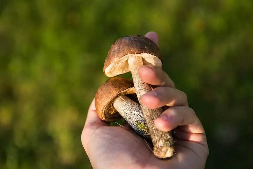 Przepisy na jesienne zupy grzybowe — czerpanie z bogactw lasu